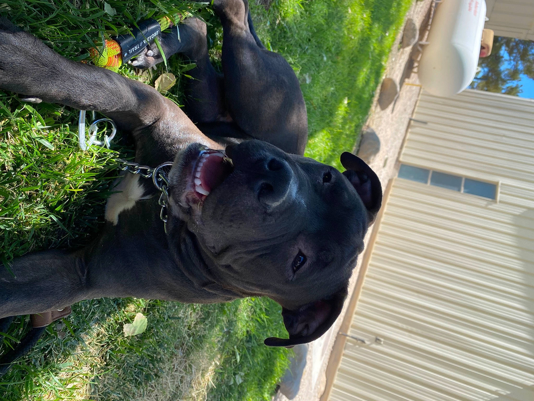 Uzzii joined the competition — help win amazing prizes! canidae, carnivore, common_chimpanzee, companion_dog, dog, dog_breed, fawn, grass, plant, shade, snout, sporting_group, tail, terrestrial_animal, tree, trunk, wildlife, window, wood, working_animal