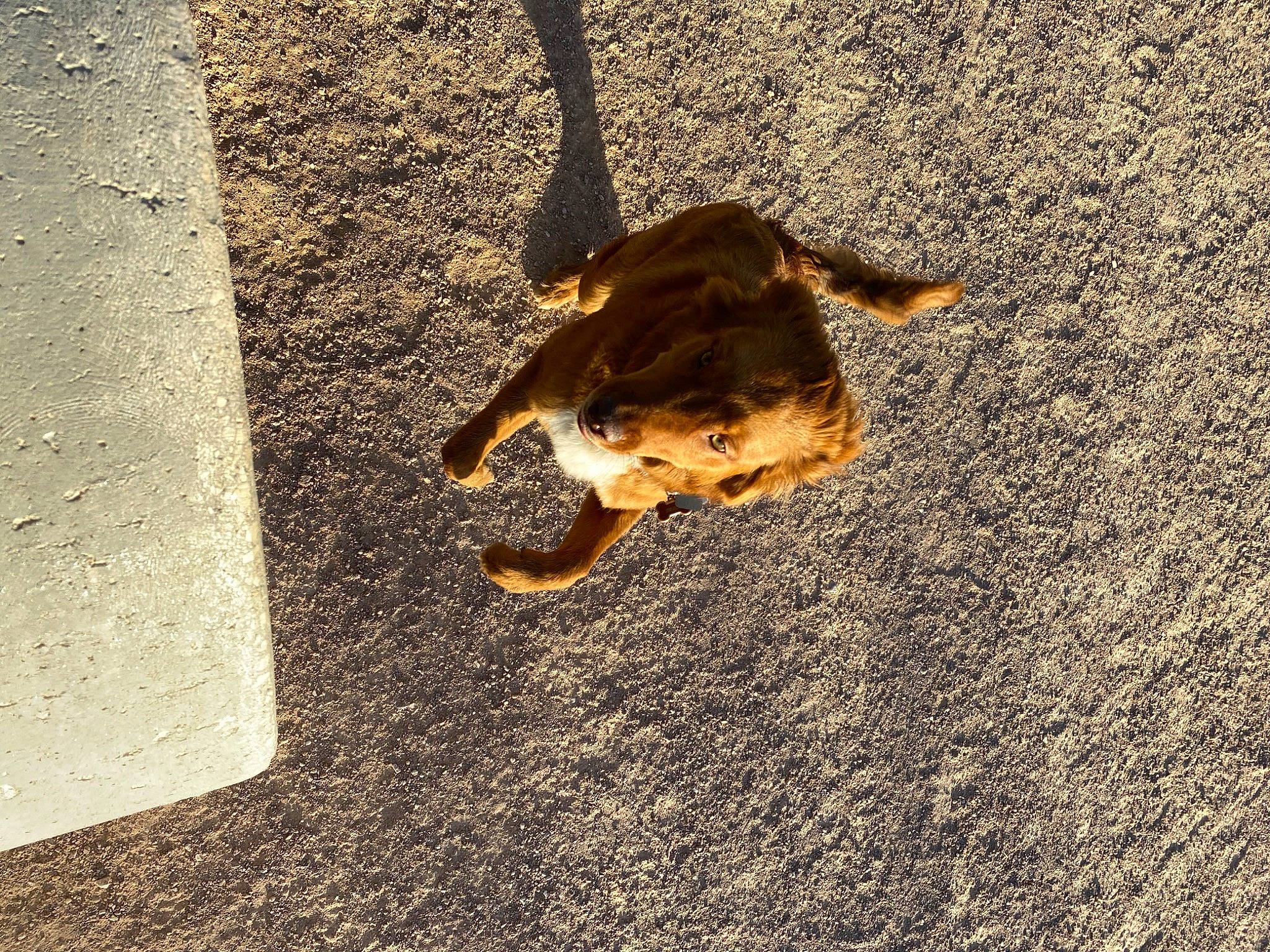 Drako joined the competition — help win amazing prizes! asphalt, canidae, carnivore, concrete, dog, dog_breed, fashion_accessory, fawn, grass, landscape, road_surface, sand, snout, soil, sporting_group, tail, tar, terrestrial_animal, tints_and_shades, wood