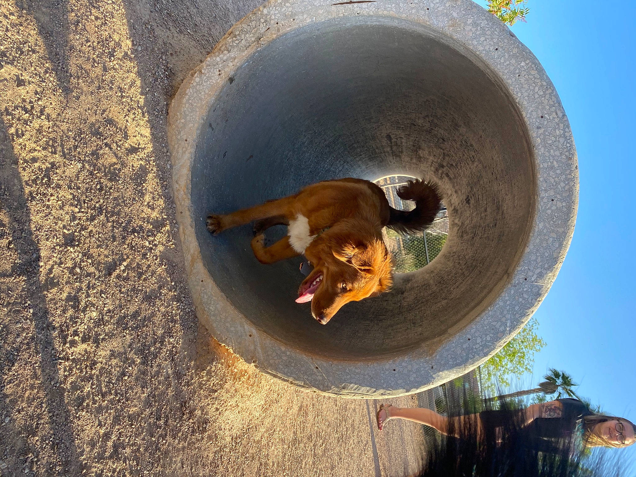 Drako joined the competition — help win amazing prizes! asphalt, auto_part, automotive_tire, automotive_wheel_system, carnivore, circle, dog, hat, landscape, metal, pet_supply, pipe, plant, road_surface, sky, snout, tail, tar, tire, tree