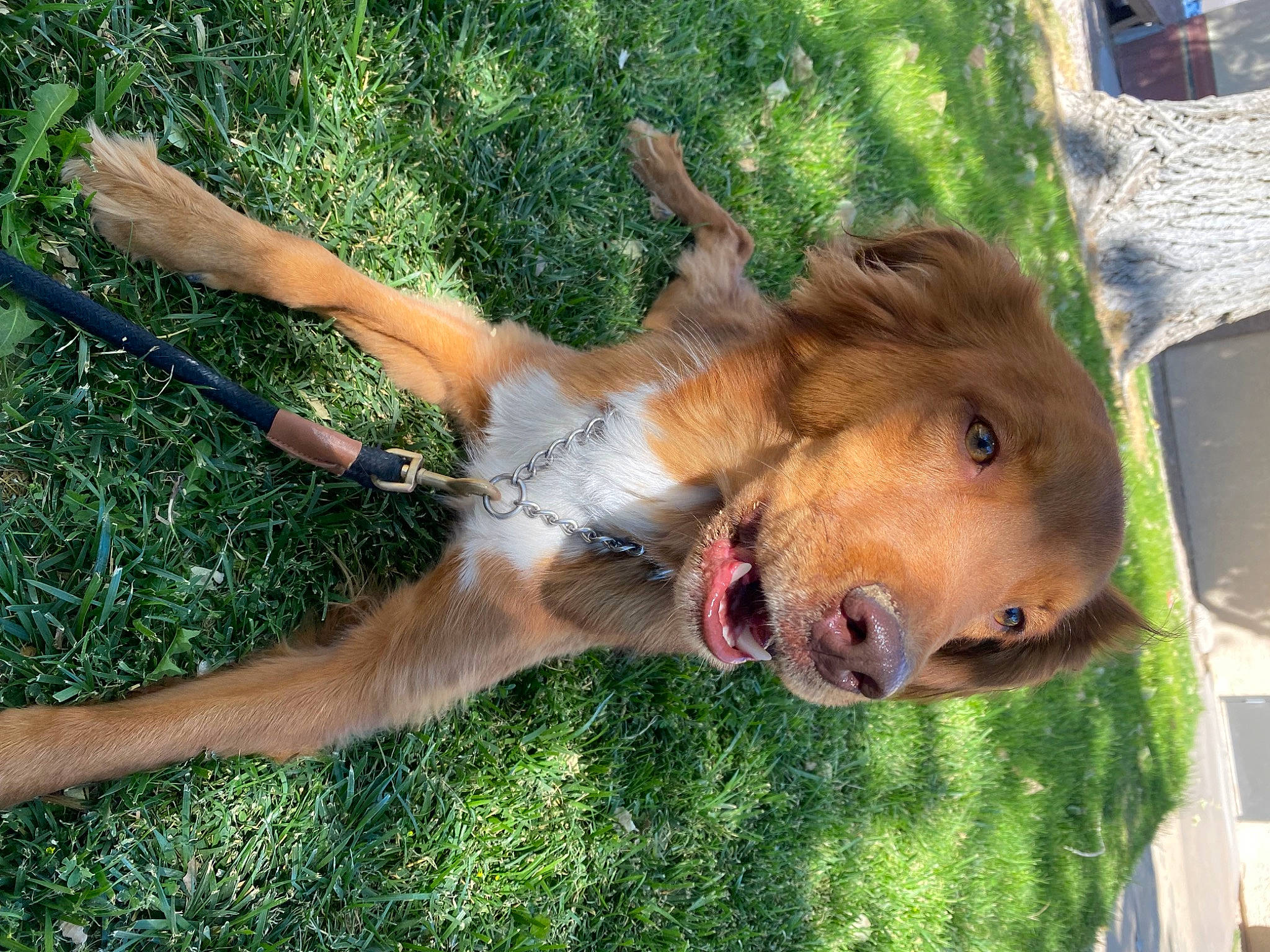 Drako is registered to the contest to win money with this photo: bovine, canidae, carnivore, collar, companion_dog, deer, dog, dog_breed, fawn, fur, grass, guard_dog, liver, livestock, pack_animal, plant, snout, sporting_group, tail, working_animal