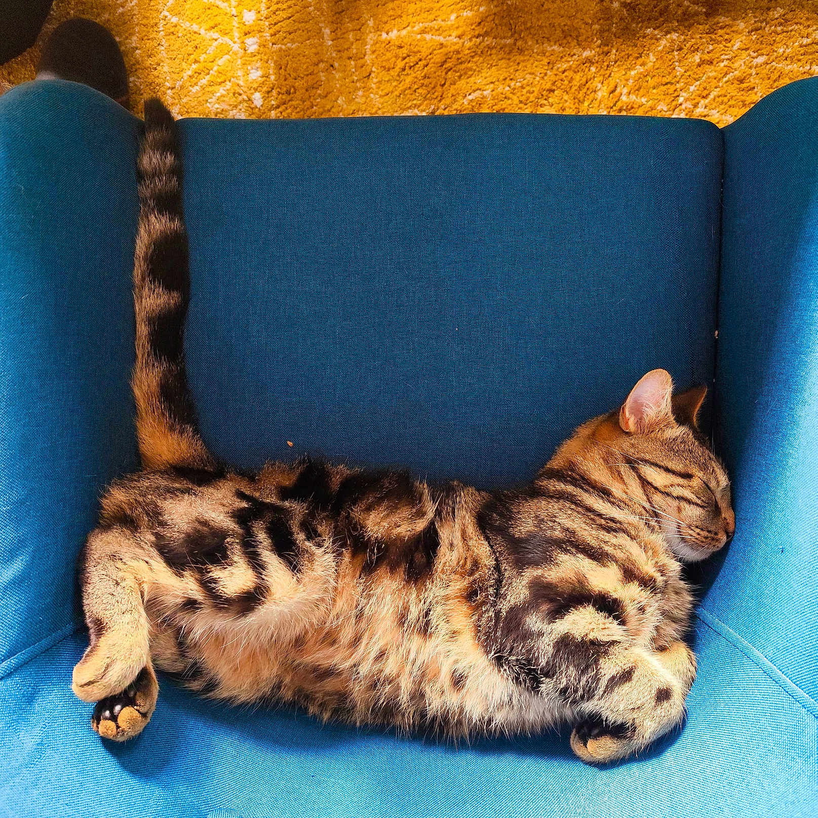 Akiro participe au concours pour gagner de l'argent avec cette photo : animal, armchair, cat, chair, clothing, couch, cushion, egyptiancat, footwear, furniture, homedecor, kitten, manx, ocelot, panther, person, pet, shoe, sleeping