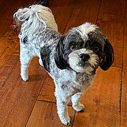 Milo joined the competition — help win amazing prizes! dog, pet, small_dog, fluffy_tail, brown_wood_floor, curious, indoor, standing, looking_up, fur, black_and_white, companion, animal, cute, domestic, friendly, alert, canine, portrait, flooring