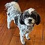 dog, pet, small_dog, fluffy_tail, brown_wood_floor, curious, indoor, standing, looking_up, fur, black_and_white, companion, animal, cute, domestic, friendly, alert, canine, portrait, flooring