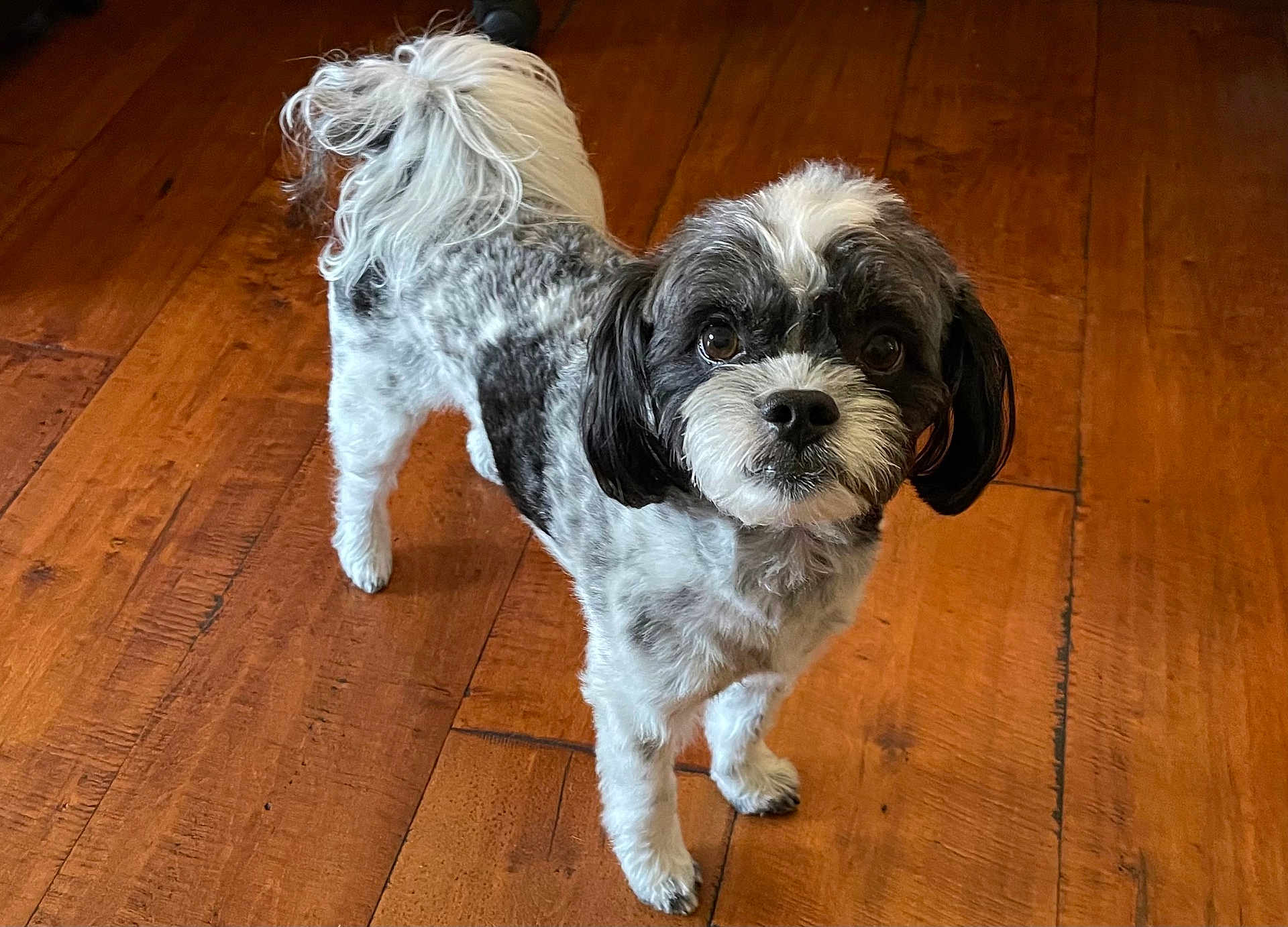 Milo
