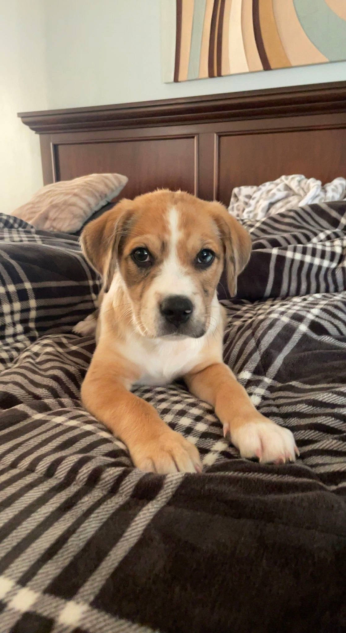 Bailey joined the competition — help win amazing prizes! bored, canidae, carnivore, comfort, companion_dog, couch, dog, dog_breed, fawn, flooring, fur, hardwood, linens, puppy, room, snout, sporting_group, whiskers, wood, working_animal