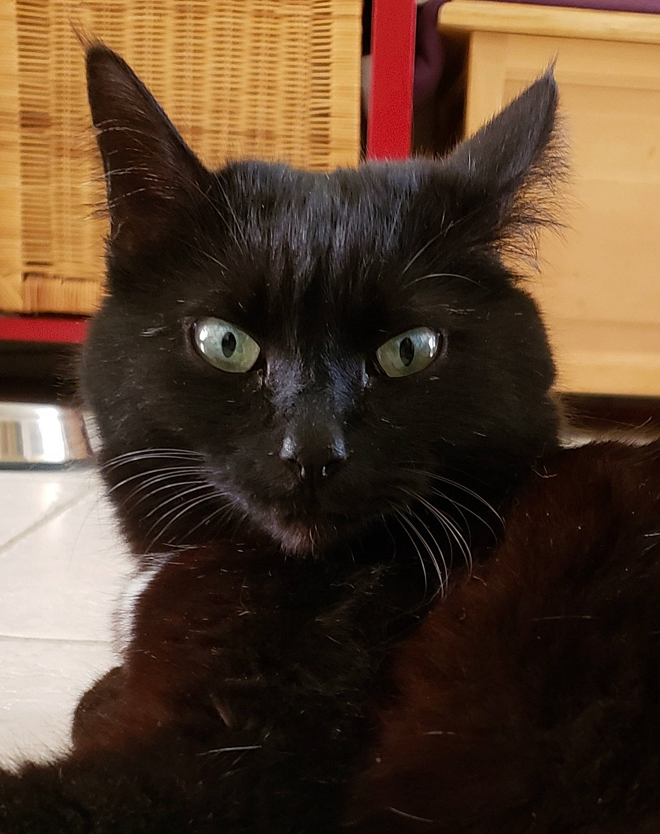 Carbone participe au concours pour gagner de l'argent avec cette photo : black_cat, bombay, carnivore, cat, claw, domestic_short_haired_cat, felidae, fur, iris, pet_supply, small_to_medium_sized_cats, snout, tail, terrestrial_animal, whiskers