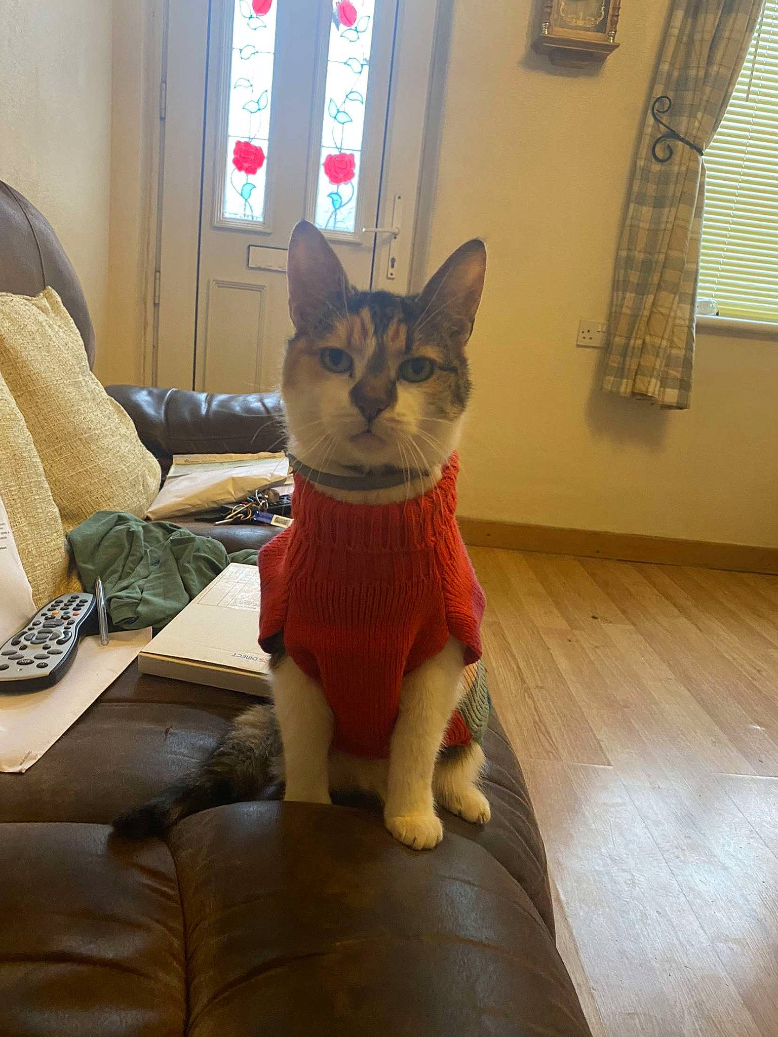 Tigsy joined the competition — help win amazing prizes! carnivore, cat, comfort, couch, curtain, domestic_short_haired_cat, fawn, felidae, floor, flooring, fur, hardwood, human_leg, small_to_medium_sized_cats, snout, studio_couch, tail, whiskers, window, wood