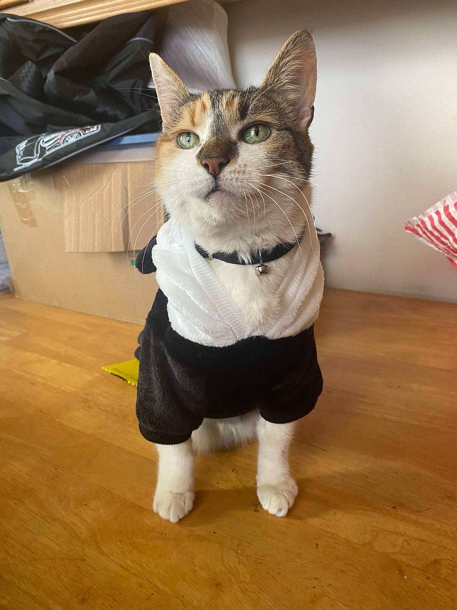 Tigsy joined the competition — help win amazing prizes! carnivore, cat, dog_breed, domestic_short_haired_cat, fawn, felidae, flag, flooring, fur, hardwood, laminate_flooring, paw, pet_supply, shipping_box, small_to_medium_sized_cats, snout, tail, whiskers, wood, wood_flooring