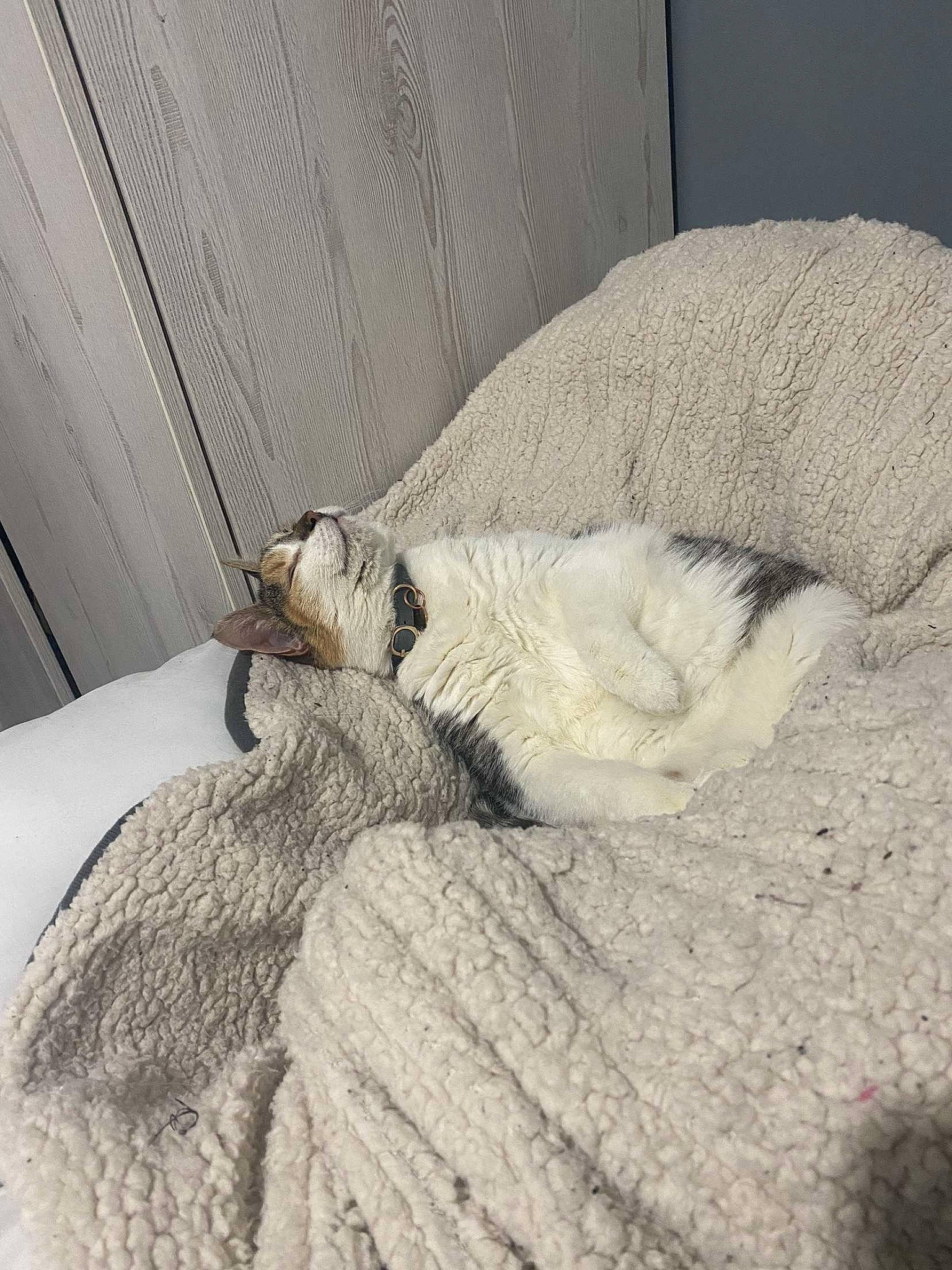 Tigsy is registered to the contest to win money with this photo: bedding, carnivore, claw, comfort, companion_dog, dog_breed, domestic_short_haired_cat, fawn, felidae, flooring, fur, grey, hardwood, linens, paw, small_to_medium_sized_cats, snout, tail, whiskers, wood