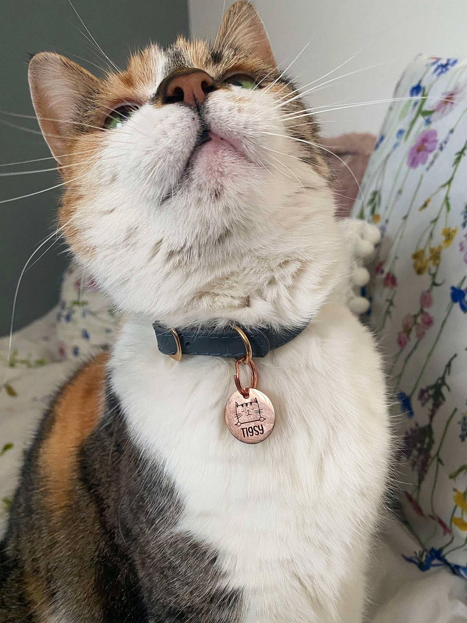 Tigsy is registered to the contest to win money with this photo: carnivore, cat, collar, dog_collar, domestic_short_haired_cat, ear, eyelash, fashion_accessory, felidae, fur, moustache, paw, pet_supply, small_to_medium_sized_cats, snout, tail, whiskers, window