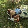 Sibel participe au concours pour gagner de l'argent avec cette photo : baby, casual_clothing, cavalier_king_charles_spaniel, child, dog, grass, greenery, hugging, legs, nature, outdoor, plastic_sheet, playing, relaxing, sandals, shadow, summer, sunlight, toddler, toy
