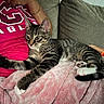 Killua joined the competition — help win amazing prizes! cat, tabby_cat, pet, animal, feline, white_paws, striped_fur, blanket, pink_blanket, couch, person, pink_shirt, relaxing, indoor, resting, paw, fur, home, comfort, cozy