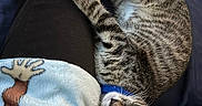 Killua is registered to the contest to win money with this photo: cat, tabby_cat, sleeping, curled_up, collar, pet, animal, feline, lap, person, pants, blanket, cartoon_character, indoor, wooden_floor, couch, resting, cozy, fur, whiskers