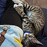 cat, tabby_cat, sleeping, curled_up, collar, pet, animal, feline, lap, person, pants, blanket, cartoon_character, indoor, wooden_floor, couch, resting, cozy, fur, whiskers