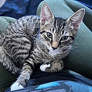 Killua joined the competition — help win amazing prizes! kitten, tabby_cat, pet, animal, feline, striped, white_paws, lap, green_pants, resting, cute, young_cat, domestic_cat, whiskers, ears, fur, indoor, cozy, curled_up, looking_at_camera