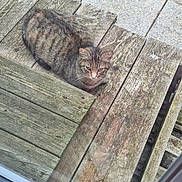 Minette participe au concours pour gagner de l'argent avec cette photo : cat, tabby_cat, wooden_steps, outdoor, pet, animal, feline, curious, looking_up, weathered_wood, planks, stone_pavement, natural_light, closeup, sitting, fur, whiskers, ears, quiet, daytime