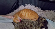 Minette participe au concours pour gagner de l'argent avec cette photo : animal, baby_animal, blanket, companion, cozy, cute, fur, furry, indoor, kitten, mesh, nap, orange_cat, peaceful, pet, resting, sleeping, soft, tabby_cat, two_animals