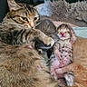 Minette participe au concours pour gagner de l'argent avec cette photo : animal, cat, closeup, cozy, cute, domestic_animal, feline, fur, kitten, mother_cat, nest, newborn, paw, pet, resting, sleeping, soft, striped, tabby, whiskers