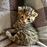 adorable, animal, blanket, cat, cozy, cute, fur, furry, indoor, kitten, paw, pet, resting, sleepy, small, snuggling, soft, striped, tabby, young