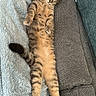 cat, tabby_cat, sleeping, relaxing, stretched_out, feline, pet, indoor, blanket, couch, soft_texture, fur, whiskers, cute, domestic_animal, resting, cozy, comfortable, paws, tail
