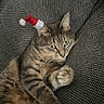 Zia a rejoint le concours — aidez-le/la à gagner de superbes lots ! animal, cat, christmas, couch, cozy, cute, feline, furniture, green_eyes, holiday, indoor, paws, pet, relaxed, resting, santa_hat, striped_fur, tabby_cat, texture, whiskers