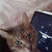 Zia a rejoint le concours — aidez-le/la à gagner de superbes lots ! animal, bed, cat, close_up, cozy, curious, domestic, feline, fur, furniture, green_eyes, indoor, looking_up, pet, purple_blanket, resting, soft_bedding, tablet, technology, whiskers