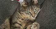 Zia a rejoint le concours — aidez-le/la à gagner de superbes lots ! animal, cat, couch, cozy, cute, feline, fur, gray, green_eyes, holiday, indoor, paw, pet, relaxed, resting, santa_hat, small_hat, tabby, texture, whiskers