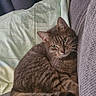 cat, tabby, couch, pillow, indoor, pet, feline, fur, whiskers, relaxed, cozy, home, resting, green, gray, striped, animal, cute, comfortable, living_room