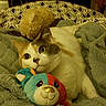 cat, plush_toy, blanket, bed, indoor, feline, cozy, curious, stuffed_animal, soft_texture, resting, comfort, orange_and_white_cat, home, relaxation, animal, pet, cute, fur, sleepy