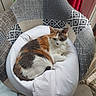 cat, calico_cat, armchair, cushion, indoor, patchwork, patterned_fabric, window, curtain, red_curtain, greenery, relaxed, pet, feline, cozy, resting, domestic_animal, fur, white_cushion, natural_light