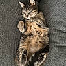 cat, tabby, sleeping, couch, furniture, pet, fur, relaxing, cozy, indoor, paws, whiskers, tail, resting, cute, animal, domestic_cat, comfort, gray, texture