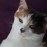 cat, calico_cat, pet, animal, close_up, face, fur, whiskers, ear, nose, eye, sleepy, resting, indoor, purple_background, cute, feline, mammal, portrait, domestic_animal