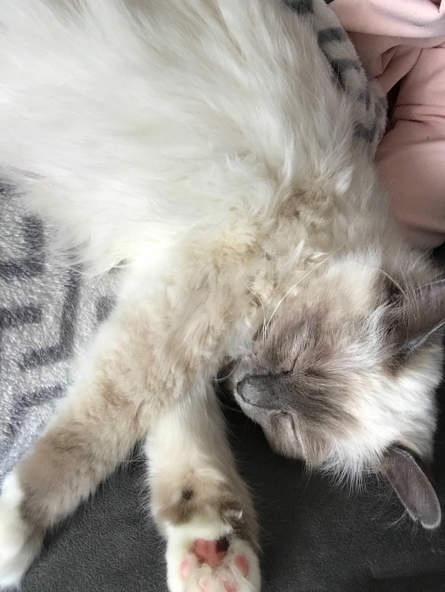 Oney a rejoint le concours — aidez-le/la à gagner de superbes lots ! british_longhair, british_semi_longhair, carnivore, cat, claw, domestic_long_haired_cat, ear, fawn, felidae, fur, kitten, nap, paw, persian, polydactyl_cat, ragamuffin, ragdoll, skin, small_to_medium_sized_cats, whiskers