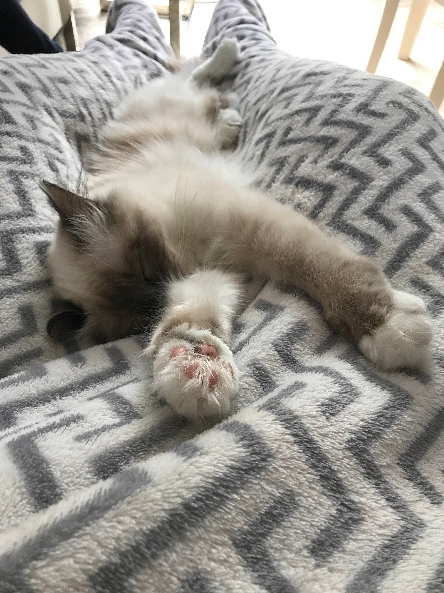 Oney participe au concours pour gagner de l'argent avec cette photo : american_shorthair, asian, british_longhair, british_shorthair, carnivore, cat, fawn, felidae, fur, kitten, mammal, munchkin, nap, norwegian_forest_cat, paw, ragamuffin, ragdoll, sleep, small_to_medium_sized_cats, whiskers