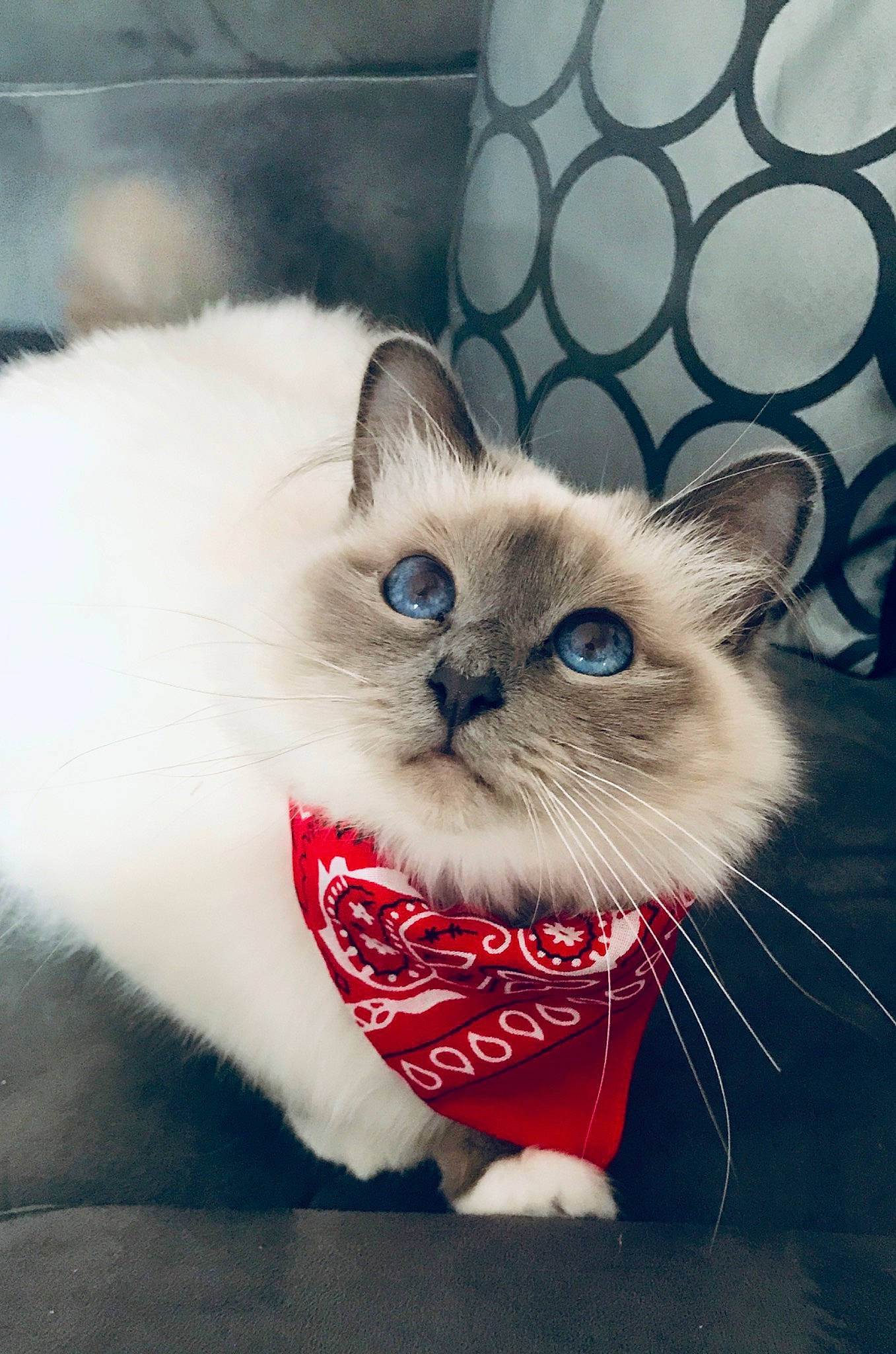 Oney a rejoint le concours — aidez-le/la à gagner de superbes lots ! asian, balinese, birman, burmilla, carnivore, cat, colorpoint_shorthair, felidae, himalayan, kitten, mammal, ojos_azules, ragdoll, siamese, small_to_medium_sized_cats, snout, thai, tonkinese, vertebrate, whiskers