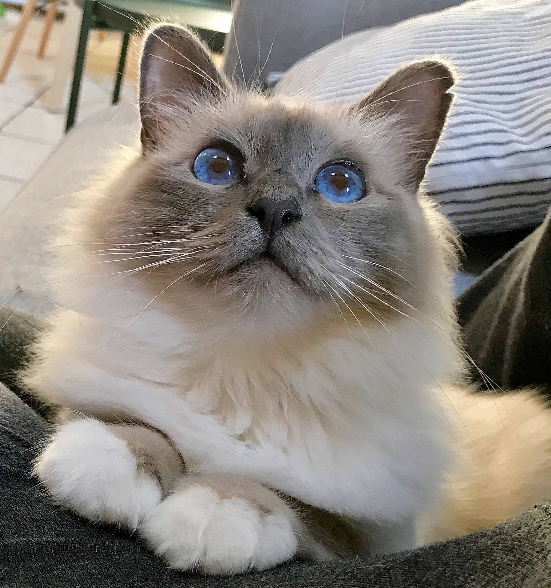 Oney a rejoint le concours — aidez-le/la à gagner de superbes lots ! asian, asian_semi_longhair, balinese, birman, british_semi_longhair, carnivore, cat, eye, felidae, fur, himalayan, kitten, mammal, ojos_azules, ragdoll, small_to_medium_sized_cats, snout, thai, vertebrate, whiskers