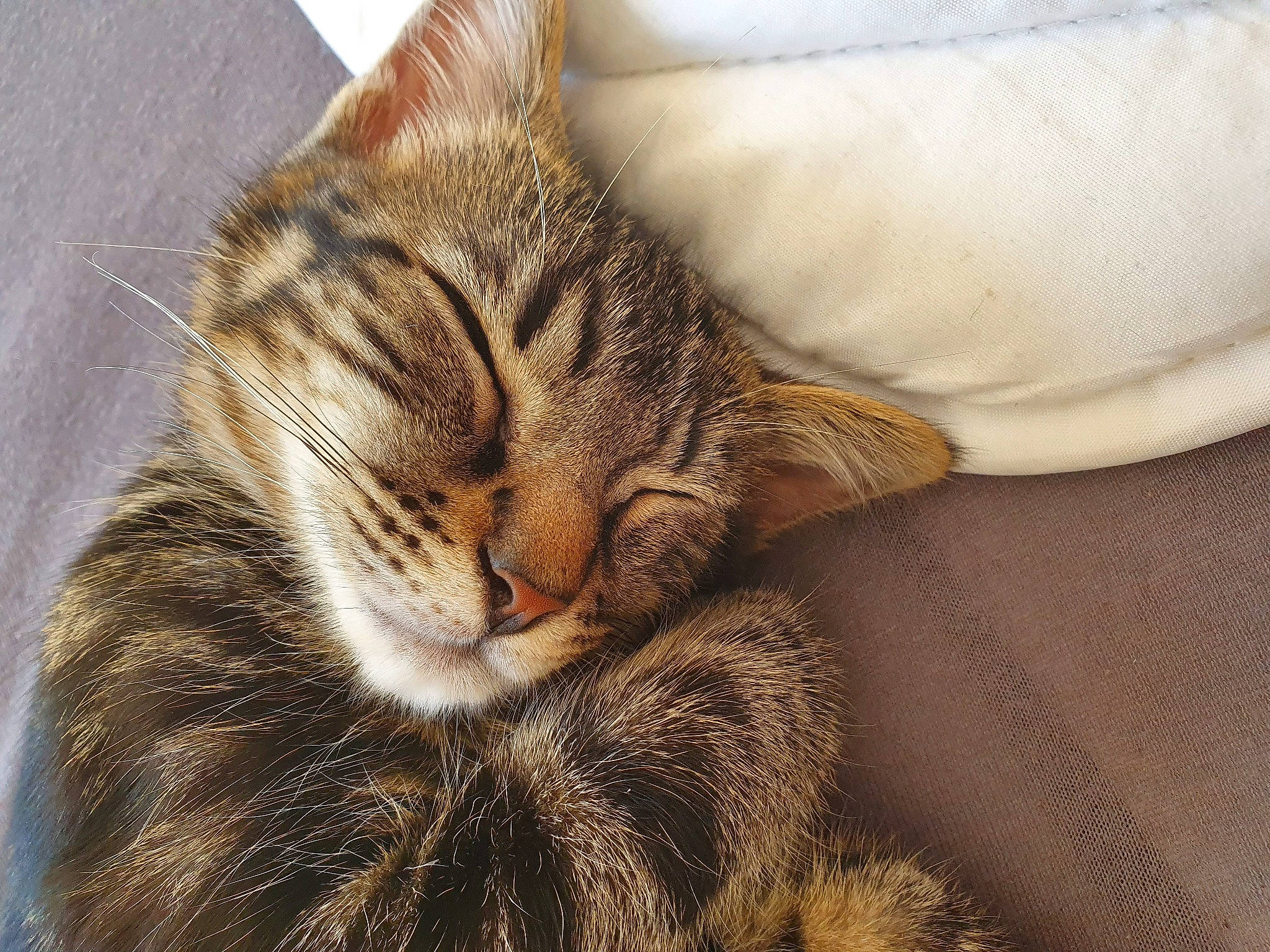 Elios participe au concours pour gagner de l'argent avec cette photo : aegean_cat, american_wirehair, asian, california_spangled, carnivore, cat, domestic_short_haired_cat, dragon_li, european_shorthair, felidae, fur, kitten, mammal, nap, pixie_bob, sleep, small_to_medium_sized_cats, snout, tabby_cat, whiskers