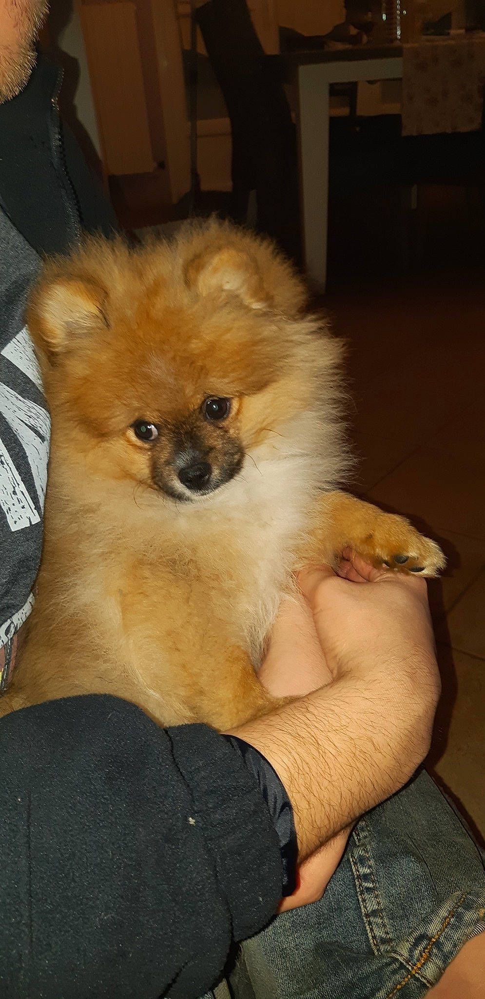 Pooky participe au concours pour gagner de l'argent avec cette photo : canidae, carnivore, companion_dog, dog, dog_breed, eurasier, fawn, german_spitz, german_spitz_klein, german_spitz_mittel, mammal, non_sporting_group, pomeranian, puppy, snout, spitz, sporting_group, toy_dog, vertebrate, volpino_italiano