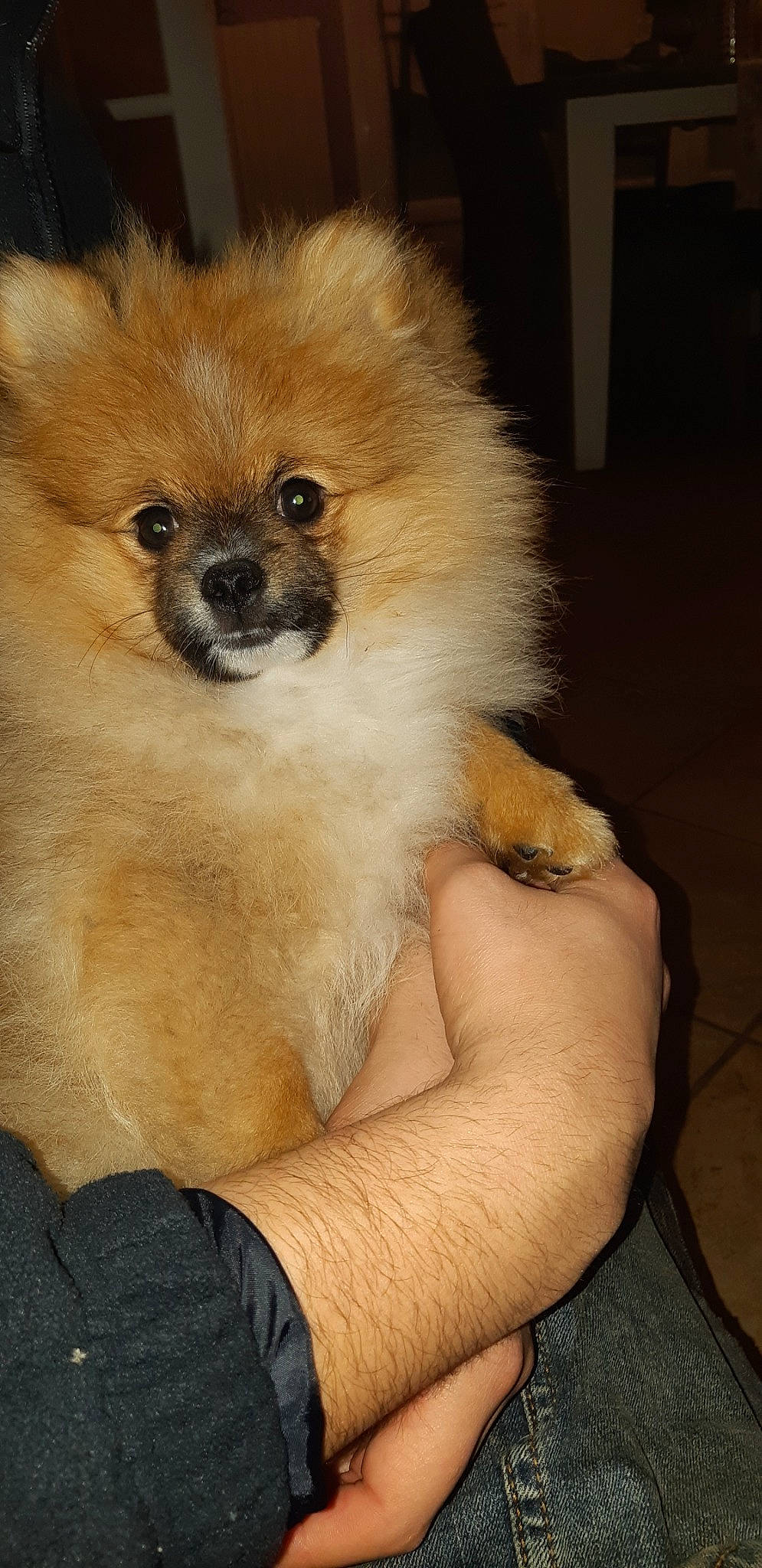 Pooky participe au concours pour gagner de l'argent avec cette photo : ancient_dog_breeds, canidae, carnivore, companion_dog, dog, dog_breed, fawn, german_spitz, german_spitz_klein, german_spitz_mittel, mammal, non_sporting_group, pomeranian, puppy, snout, spitz, sporting_group, toy_dog, vertebrate, volpino_italiano