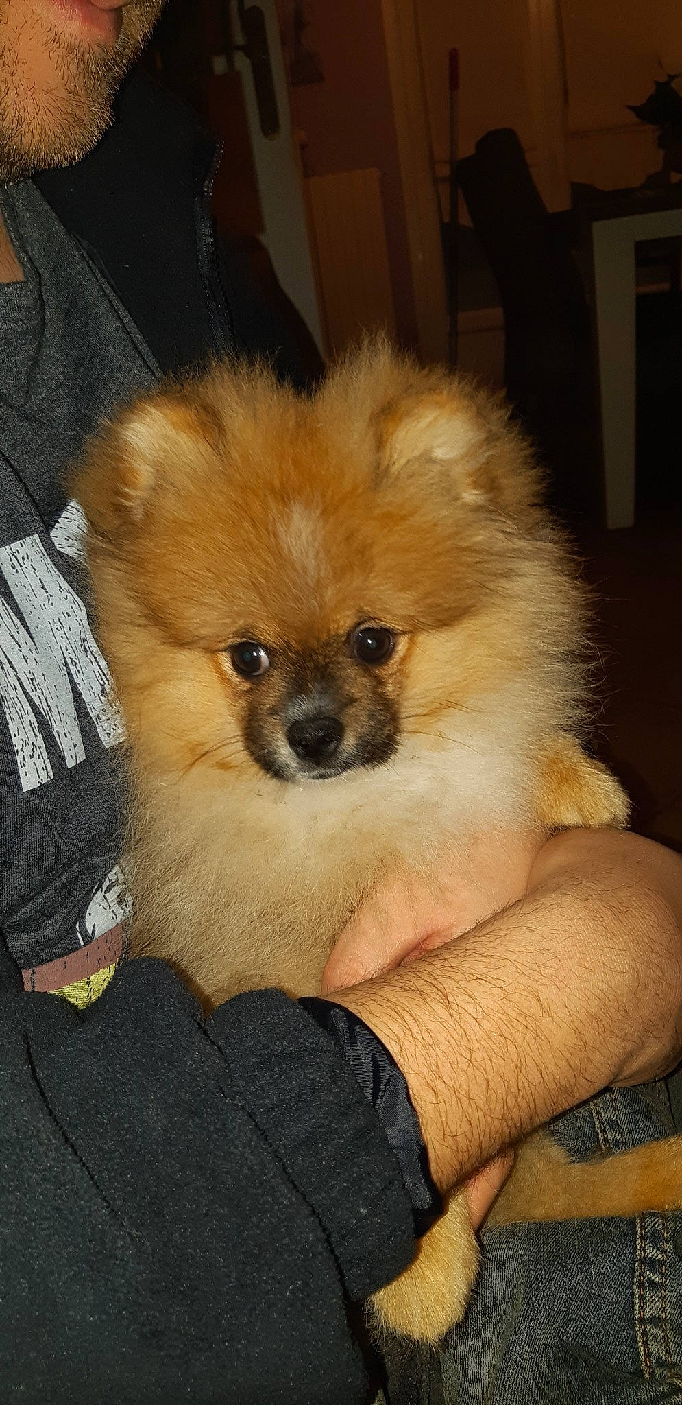 Pooky participe au concours pour gagner de l'argent avec cette photo : canidae, carnivore, companion_dog, dog, dog_breed, german_spitz, german_spitz_klein, german_spitz_mittel, mammal, non_sporting_group, pomeranian, puppy, skin, snout, spitz, sporting_group, toy_dog, vertebrate, volpino_italiano, whiskers