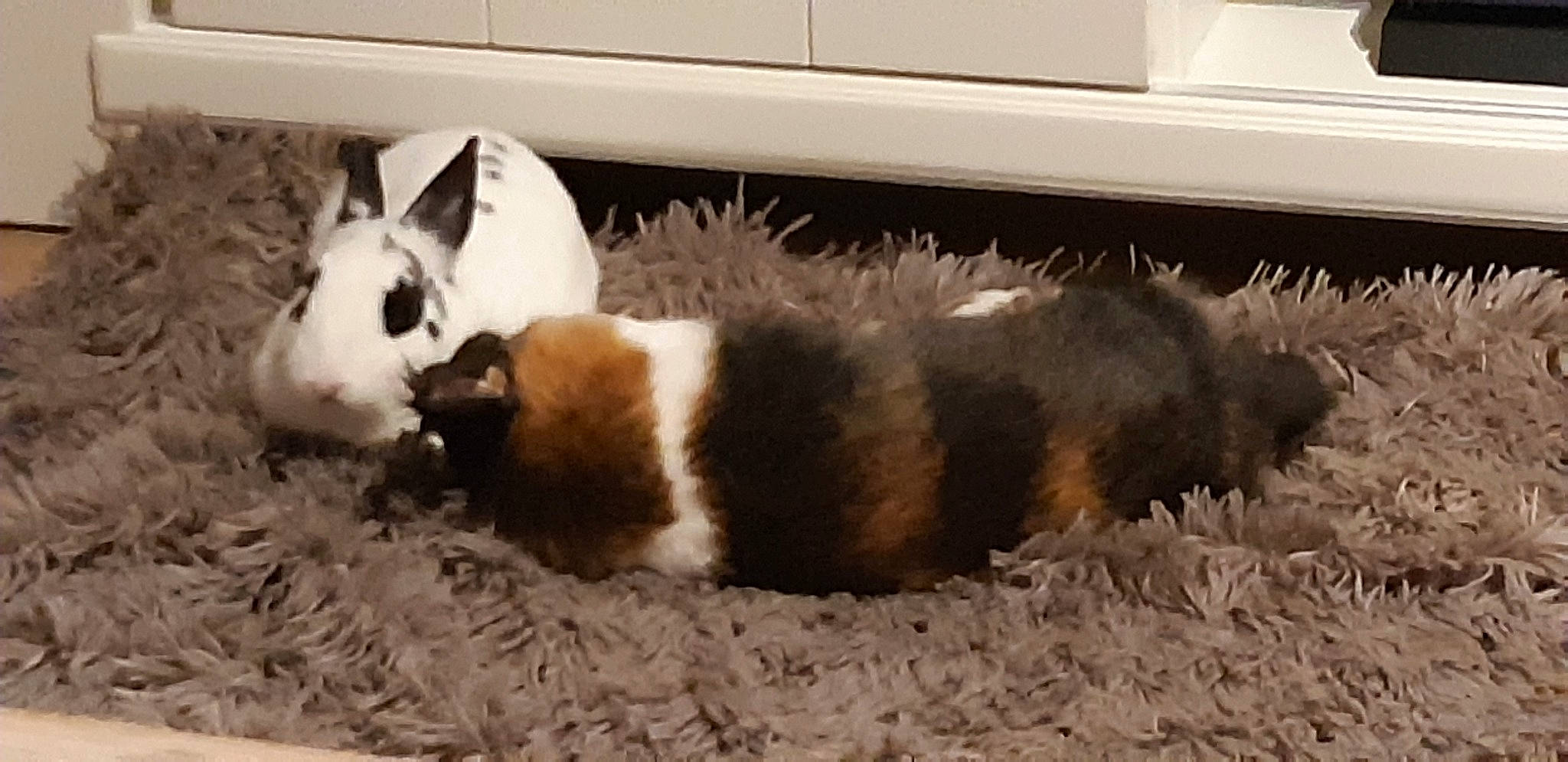 Choupette Et Valentin a rejoint le concours — aidez-le/la à gagner de superbes lots ! domestic_rabbit, fawn, fur, guinea_pig, mammal, rabbit, rabbits_and_hares, whiskers