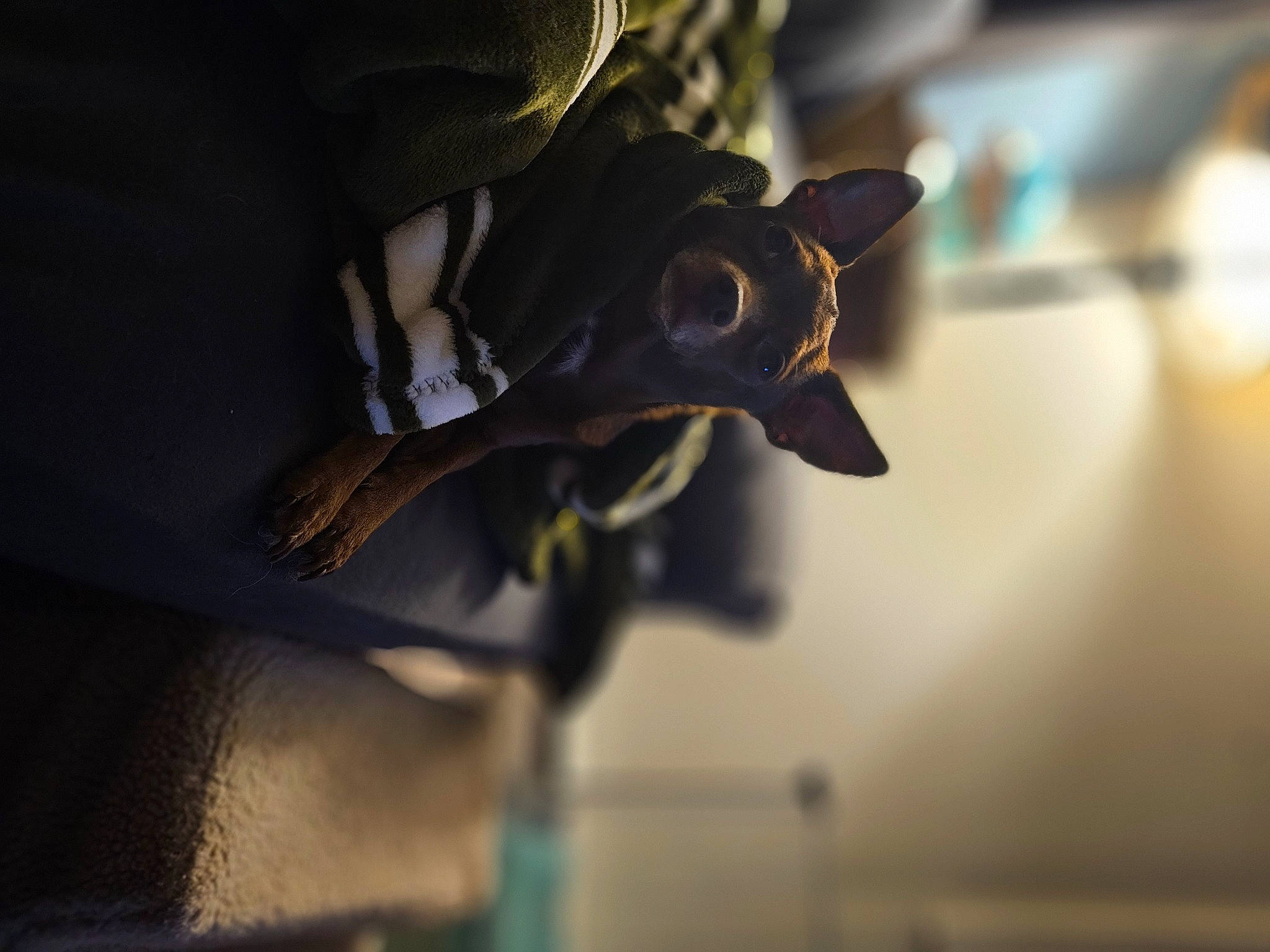 Ren is registered to the contest to win money with this photo: audio_equipment, automotive_lighting, carnivore, darkness, eyewear, felidae, human_body, metal, personal_protective_equipment, room, shadow, snout, sporting_group, still_life_photography, tints_and_shades, whiskers, wood