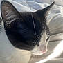 Oreo is registered to the contest to win money with this photo: cat, black_and_white, close_up, sleeping, whiskers, pink_nose, fur, pet, animal, indoor, blanket, soft_light, peaceful, resting, domestic_cat, cute, feline, profile, calm, sunlight