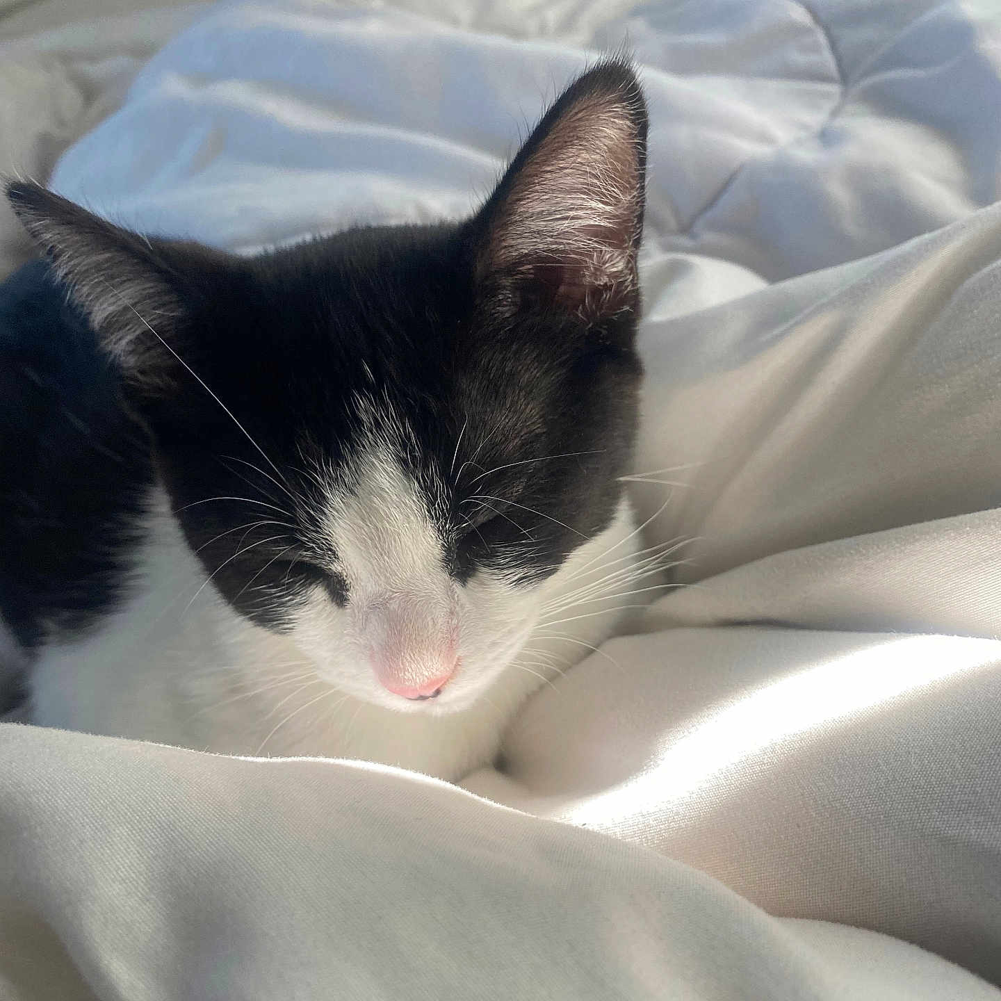 Oreo joined the competition — help win amazing prizes! animal, bed, black_and_white, blanket, cat, close_up, comfort, cozy, cute, feline, fur, indoor, pet, pink_nose, relaxation, resting, sleeping, soft, sunlight, whiskers