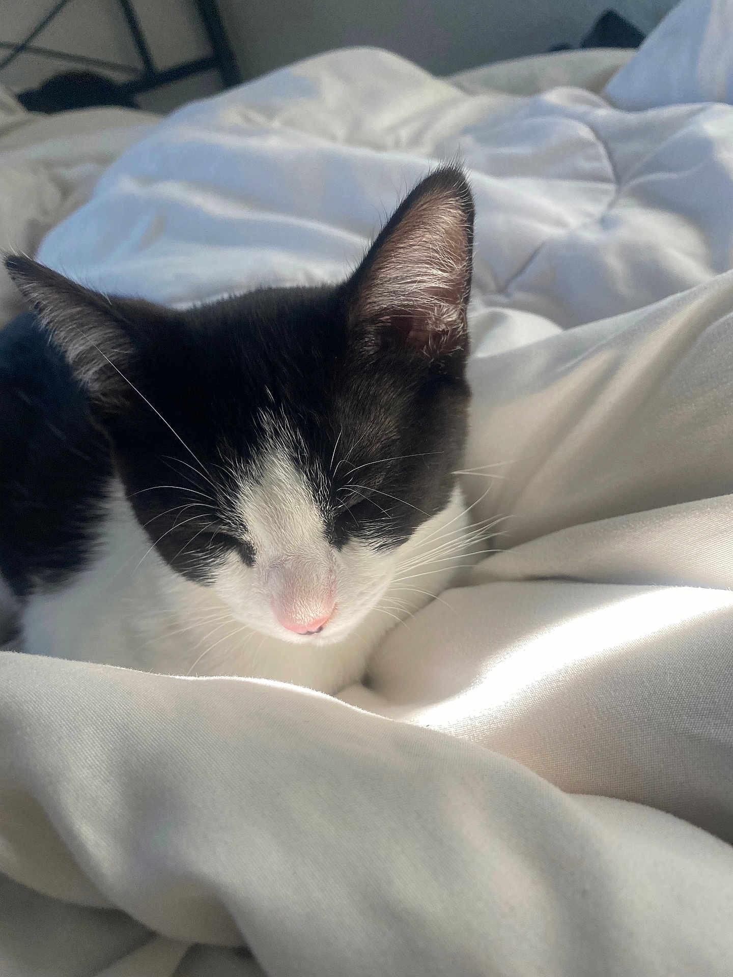 Oreo