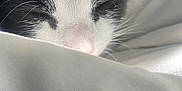 Oreo is registered to the contest to win money with this photo: cat, close_up, black_and_white, whiskers, sleeping, blanket, soft, fur, pet, animal, nap, cozy, face, whisker, pink_nose, resting, indoor, cute, feline, peaceful