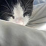 cat, close_up, black_and_white, whiskers, sleeping, blanket, soft, fur, pet, animal, nap, cozy, face, whisker, pink_nose, resting, indoor, cute, feline, peaceful