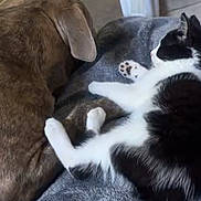 Oreo joined the competition — help win amazing prizes! dog, cat, blanket, indoor, pet, animal, resting, snuggle, video_call, person, smile, hairstyle, brown_dog, black_and_white_cat, furniture, cozy, home, companion, relaxation, portrait