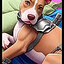 Dexter Aka. Dex joined the competition — help win amazing prizes! animal, armor, bed, blanket, brown_and_white, cartoon_style, collar, cute, digital_art, dog, ears, furniture, illustration, indoor, lying_down, paws, pet, portrait, resting, wooden_cabinet