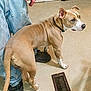 Dexter Aka. Dex is registered to the contest to win money with this photo: alert, animal, black_shoes, canine, collar, companion, dog, domestic_animal, floor, floor_vent, indoor, jeans, legs, looking_away, person, pet, standing, tan_dog, tile_floor, white_paws